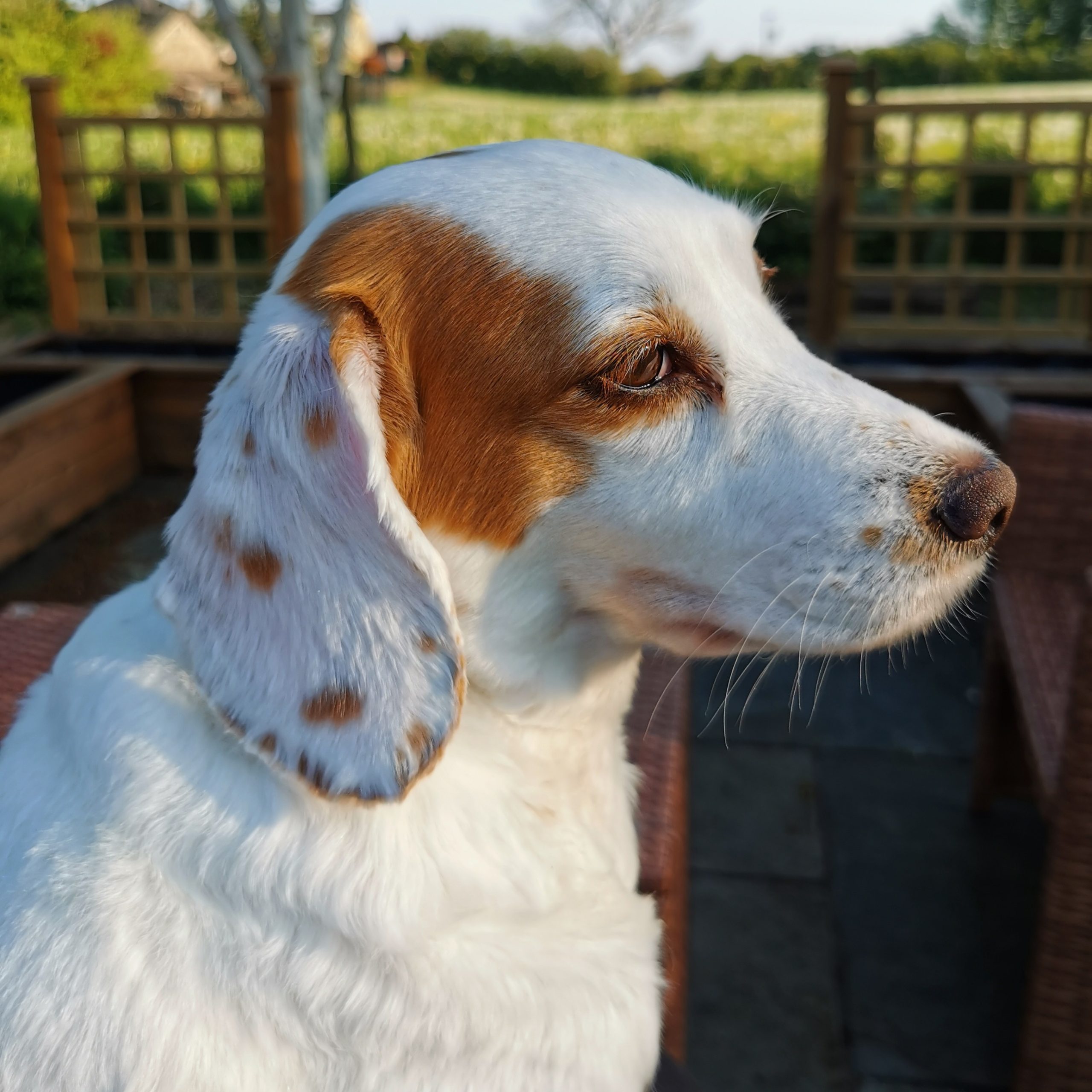 Holly Debt recovery Dog